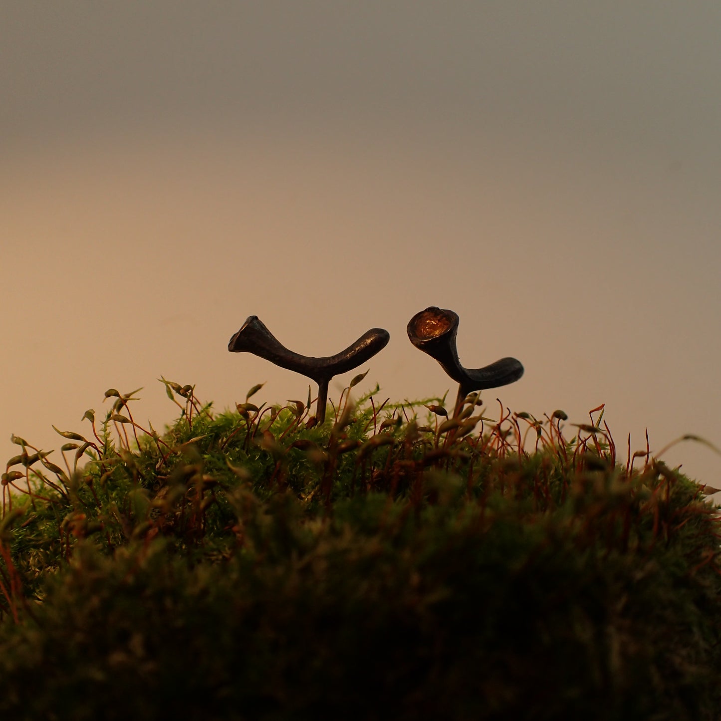 Pixie Cup Lichen Stud Earrings-Beca Beeby